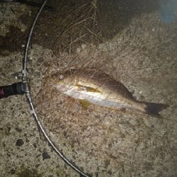 9/19釣果イサキイスズミでかいサメ