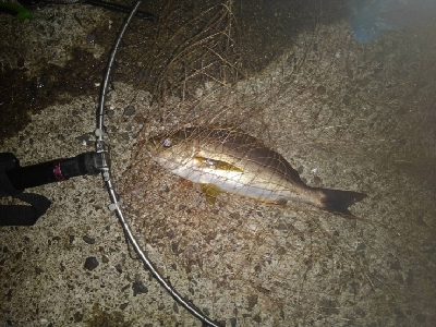 9/19釣果イサキイスズミでかいサメ