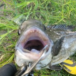 チヌ落とし込み