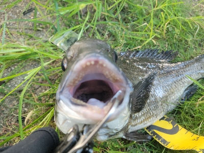 チヌ落とし込み