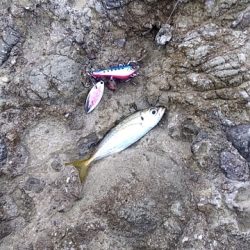 タイドグラフ通りの釣果
