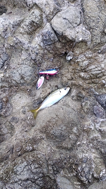 タイドグラフ通りの釣果