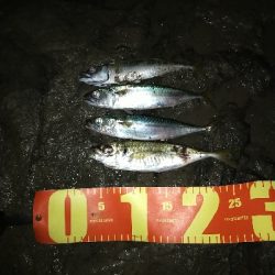ショアジグサビキで小サバ