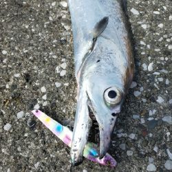 朝マヅメ-青物の季節