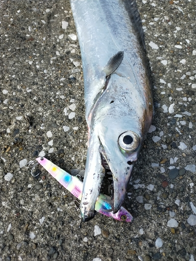 朝マヅメ-青物の季節