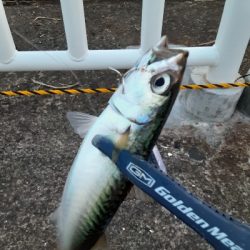 大潮初日に青物狙うもサバ