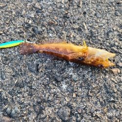 今日も色々釣れました