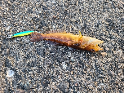 今日も色々釣れました