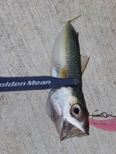 やっぱりサバしか釣れない