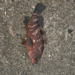 足元でくってきました