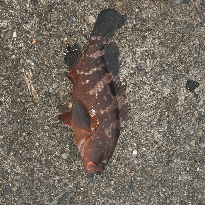 足元でくってきました