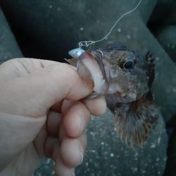 朝は根魚 夕方は太刀魚