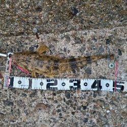 久しぶりのマゴチ