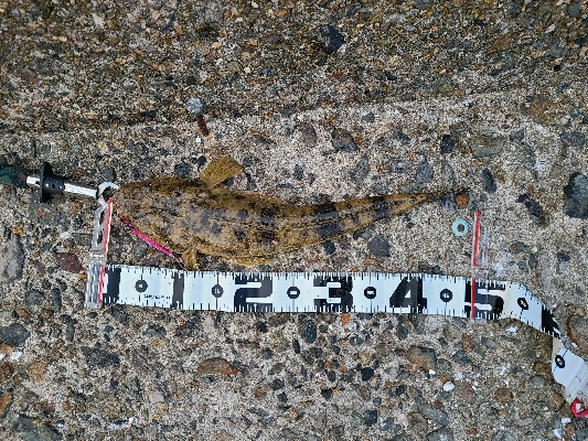 久しぶりのマゴチ