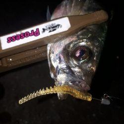 やっぱ、アジングは楽しい