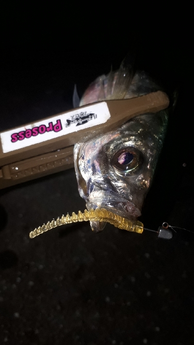 やっぱ、アジングは楽しい