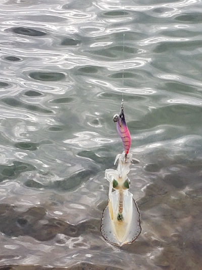 台風後だが行ってみた！