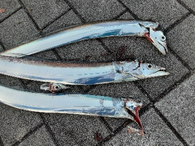 平日にも関わらず混みすぎ