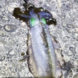 エギング　大漁