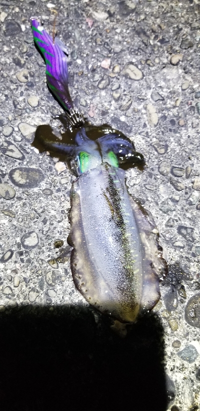 エギング　大漁