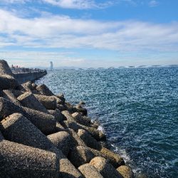 アオリ大きくなってます！