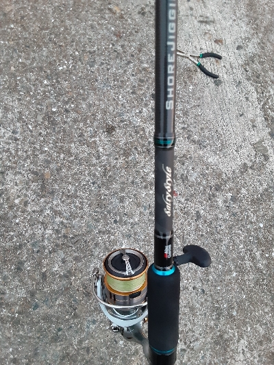 泉大津エリア、タチウオ&青物調査