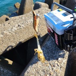 久しぶりの早朝エギング