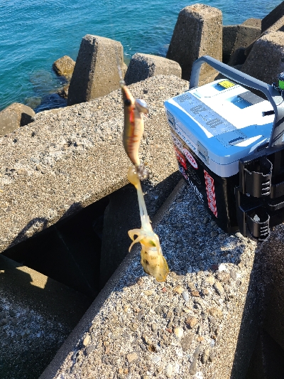 久しぶりの早朝エギング