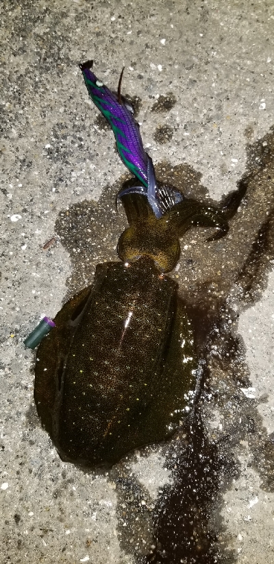 ウネリを避けて漁港内の奥へ