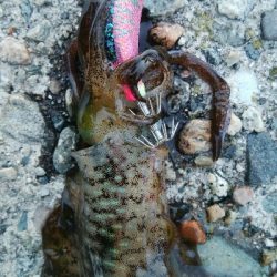 キジハタ4匹！障泥烏賊1杯！