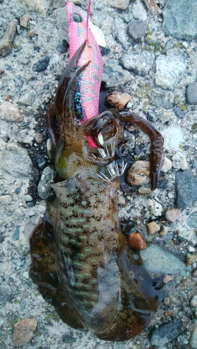 キジハタ4匹！障泥烏賊1杯！