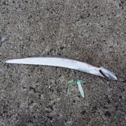 エギングしに行ったんですけど…