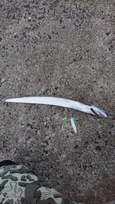 エギングしに行ったんですけど…