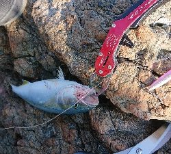 イカ不発でした( ノД`)…