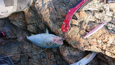 イカ不発でした( ノД`)…