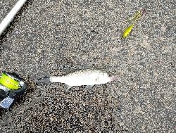 ハゼちょい投げ苦戦