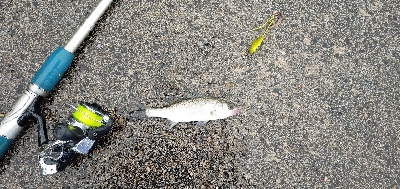 ハゼちょい投げ苦戦