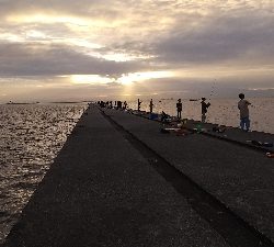 アジ釣って帰りました