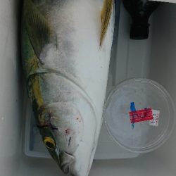 青物は釣れる時に釣らんとね