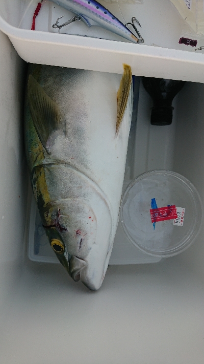 青物は釣れる時に釣らんとね