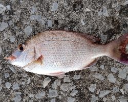 夕マズメの時合