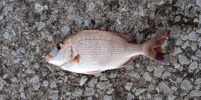 夕マズメの時合