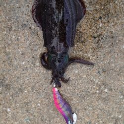 アオリ新子調査