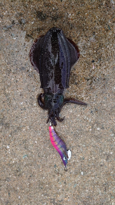 アオリ新子調査