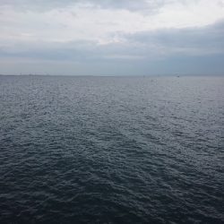 青物もタチウオも渋い