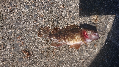 ２週間ぶりのカワハギ釣り