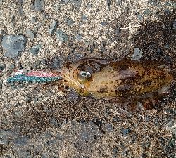 トンカツ&コロッケ