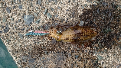 トンカツ&コロッケ