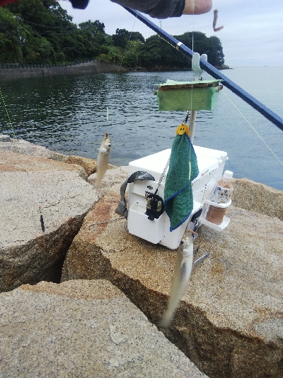 室津のキス釣り