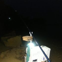 室津のキス釣り